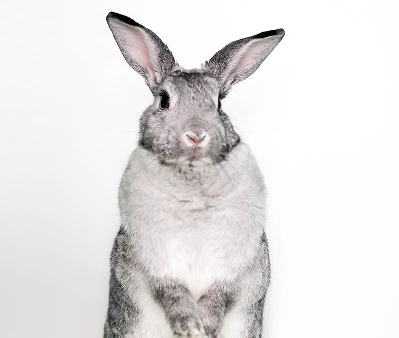 Giant Chinchilla Rabbit standing