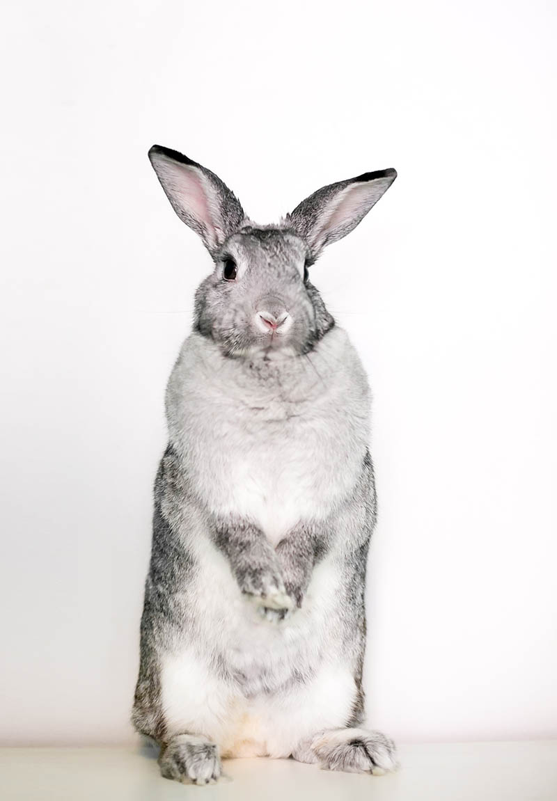 Giant Chinchilla Rabbit standing