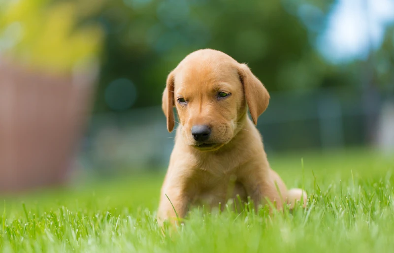 golden lab vizsla puppy