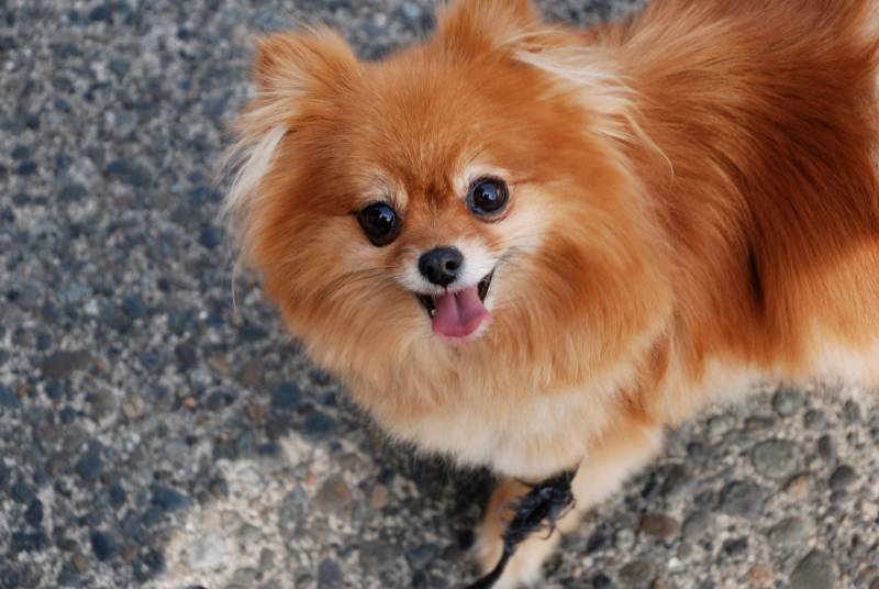 golden teacup pomeranian dog