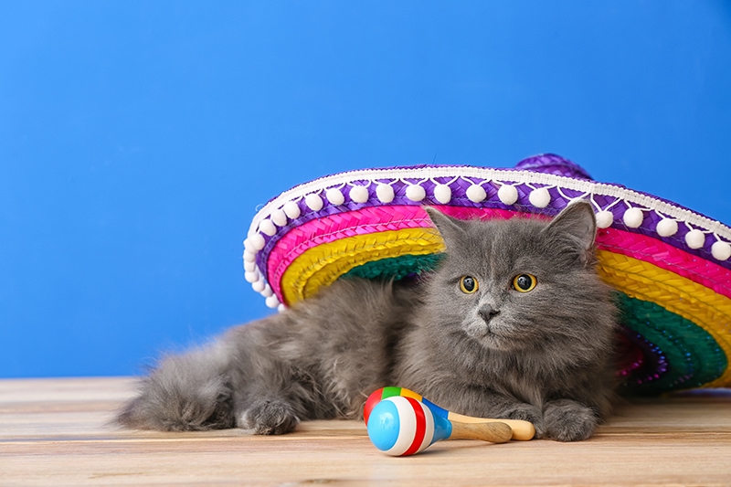 gray cat with sombrero and maracas