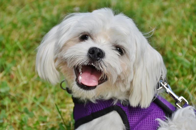 harnessed maltese dog with open mouth outdoors