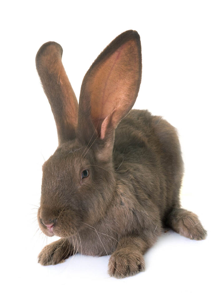Havana rabbit on white background