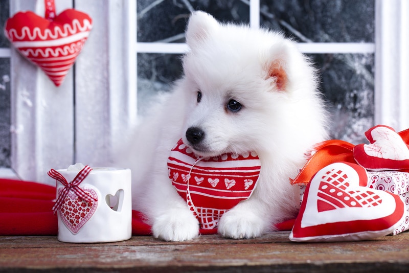 havanese dog with red heart