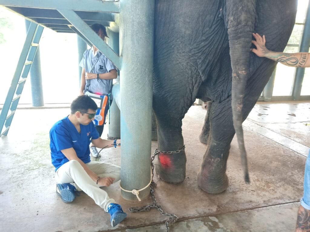 Vet performing laser therapy on an elephant