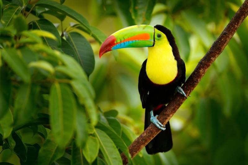 keel-billed toucan