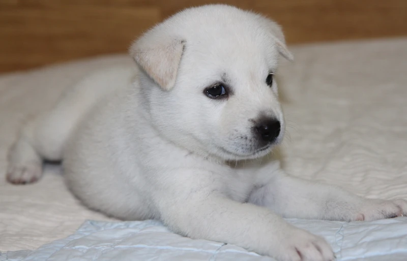 korean jindo puppy dog
