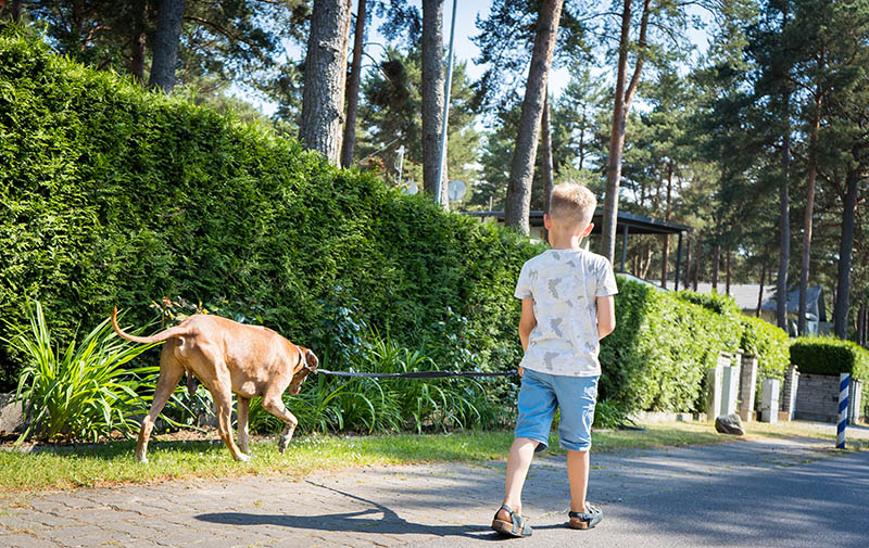little boy walking with rhodesian ridgeback