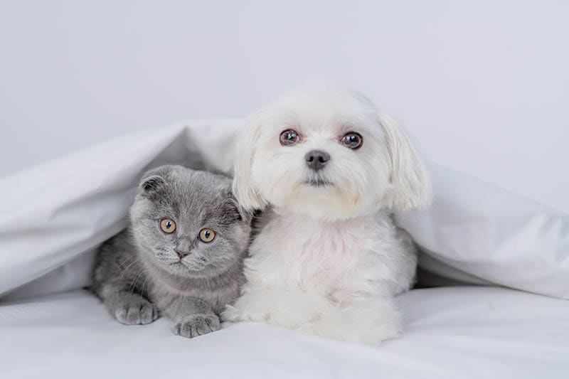 maltese and grey cat hiding under the blanket