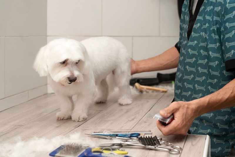 maltese dog grooming
