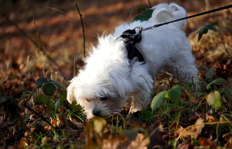 maltese dog on a leash and harness sniffing the ground