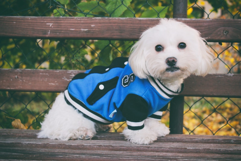 maltese dog sitting on woooden bench