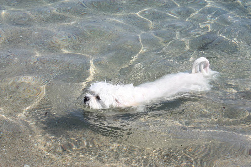 maltese dog swimming