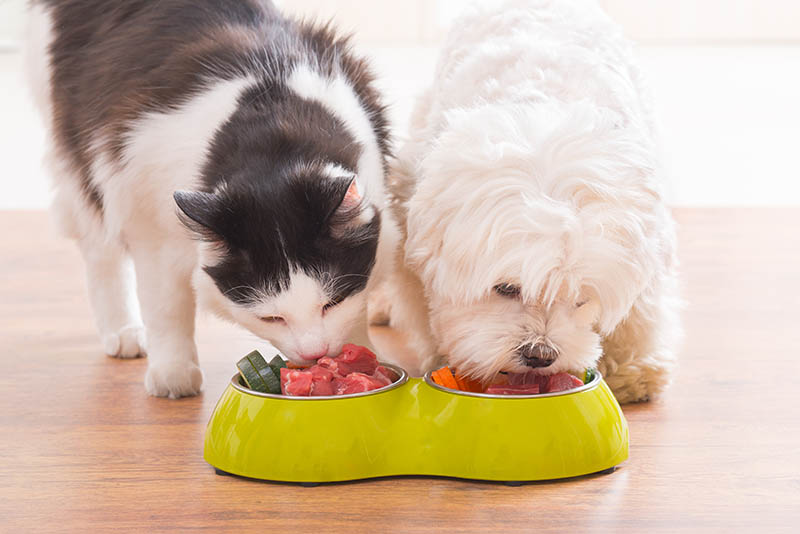 maltese eating side by side with a cat