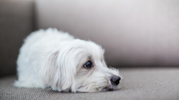 View of Can You Give a Dog Ibuprofen? - Whole Dog Journal