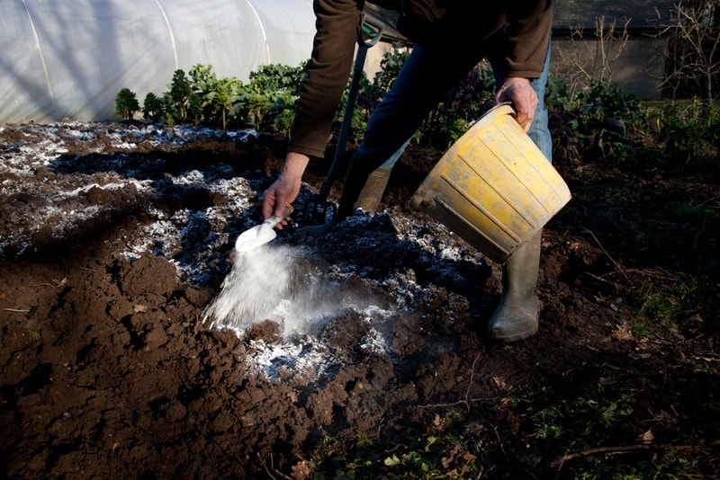 man applying lime into the soil
