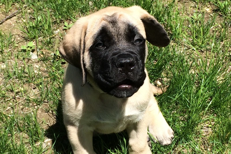 mastiff puppy on the grass