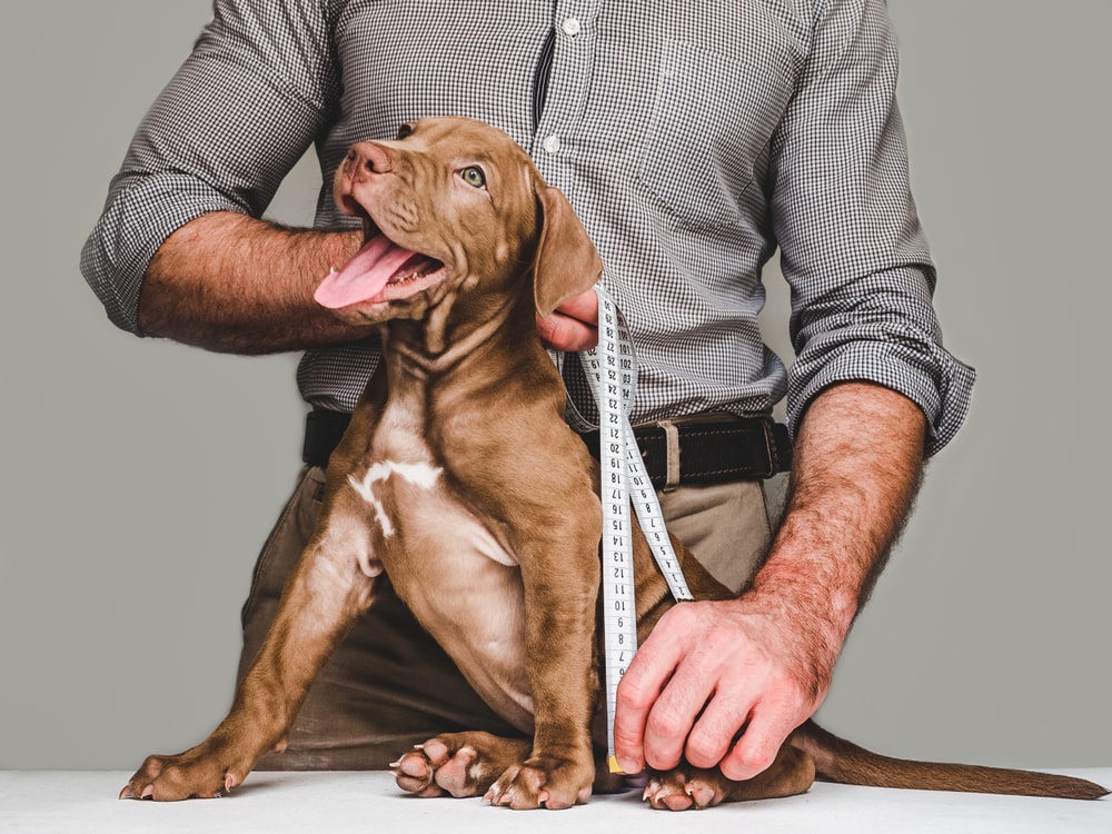 man measuring a brown dog