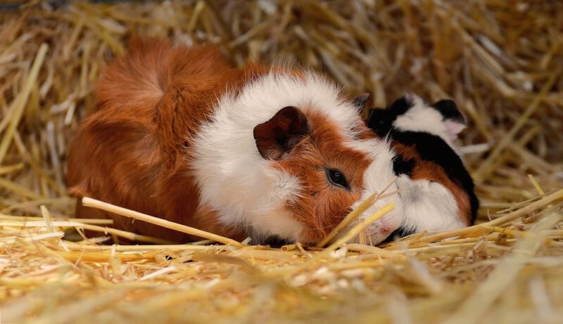 merino guinea pigs