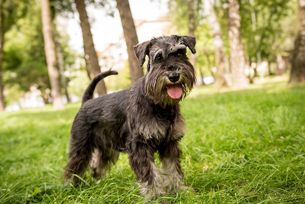 miniature schnauzer dog at the park