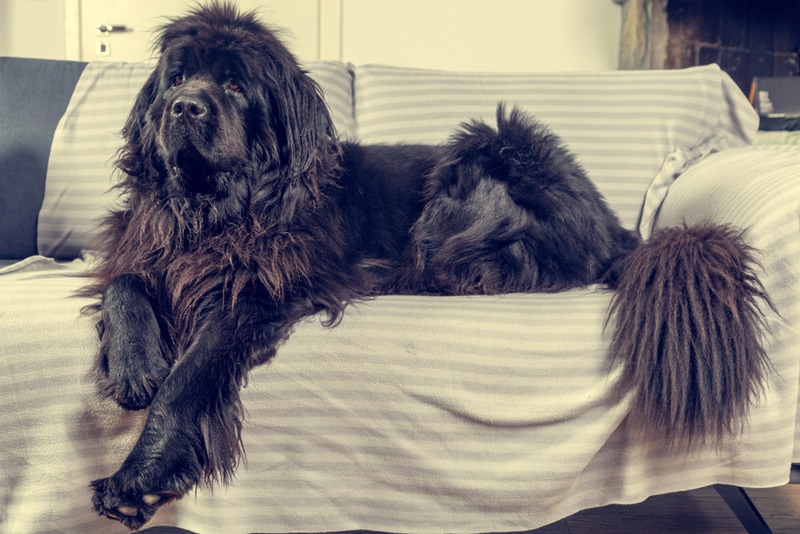 newfoundland dog on couch