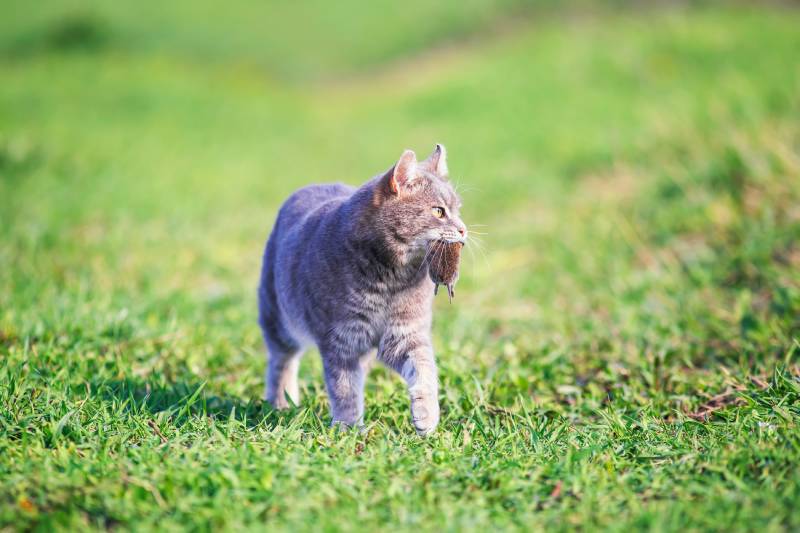 nimble striped cat walks on green grass on a farm in a field with a gray mouse caught in his teeth