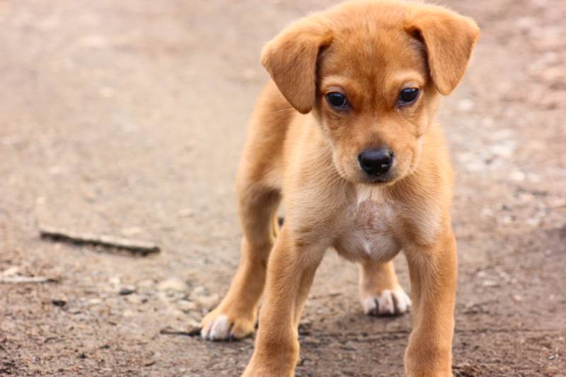 off balance puppy