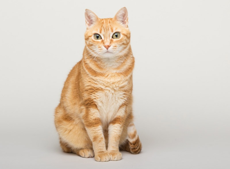 orange cat in the studio