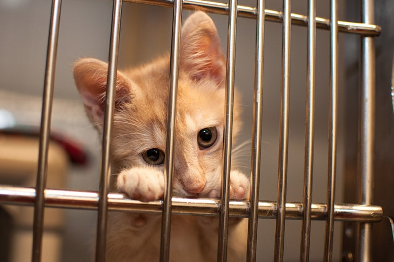 orange tabby kitten in the cage