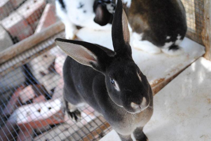 otter rex rabbit