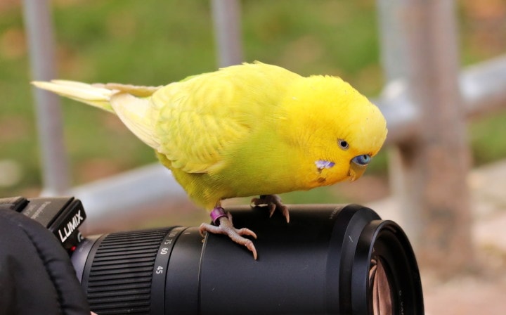 Yellow pet bird on a camera