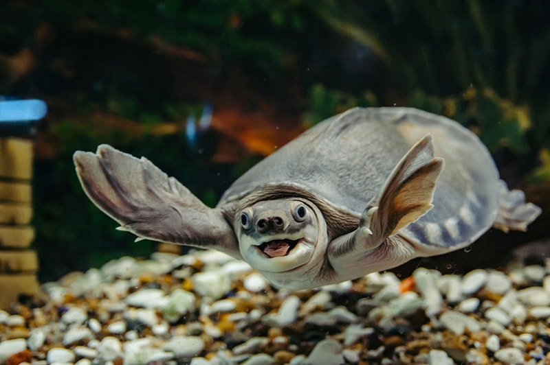 pig nosed turtle in the aquarium
