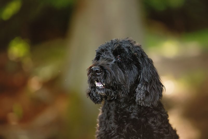 portuguese water dog portrait with teeth out