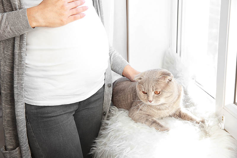 Pregnant woman and a british shorthair cat by the window