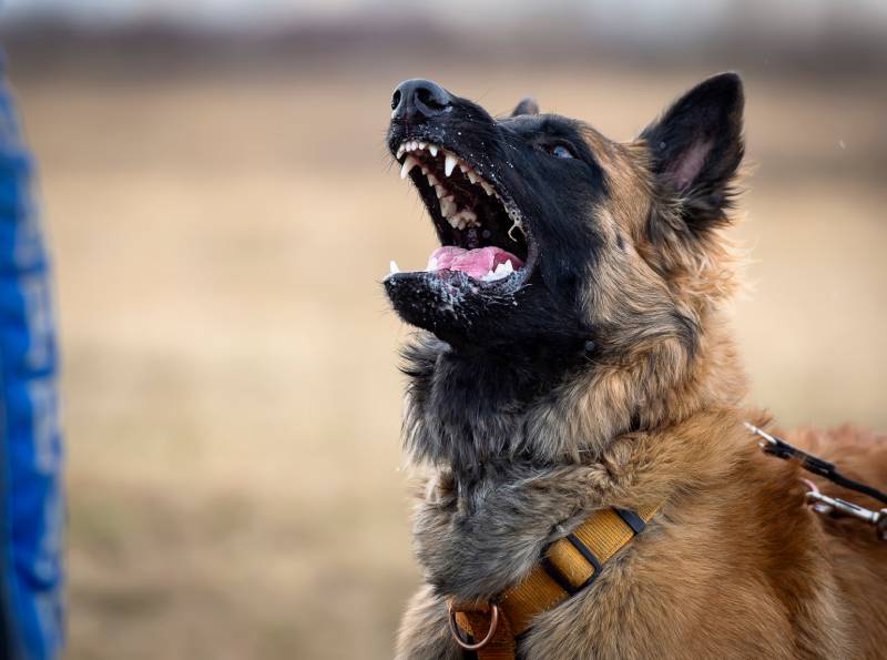 protection training of belgian shepherd malinois dog