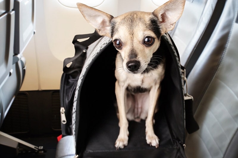 puppy in a carrying bag in the cabin