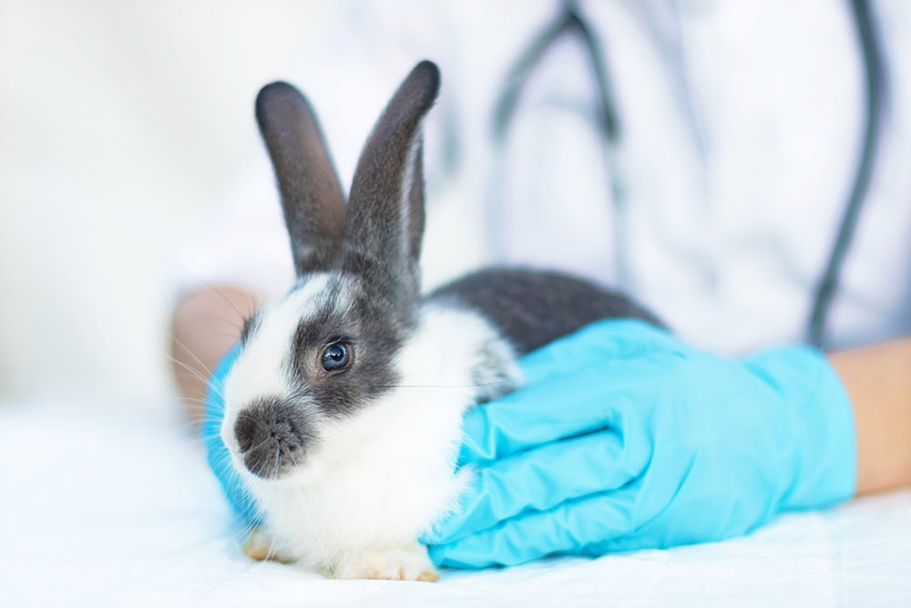 rabbit being examined by the vet