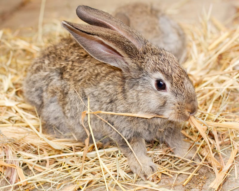 rabbit eating hay