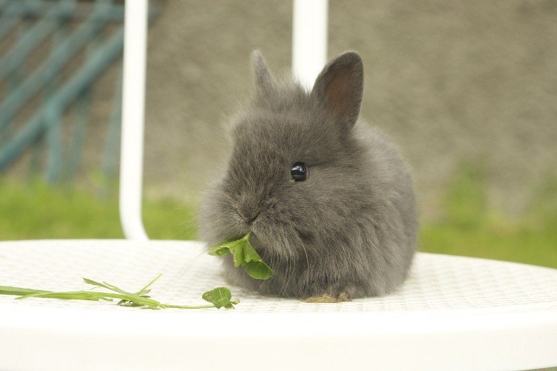 rabbit eating leaf