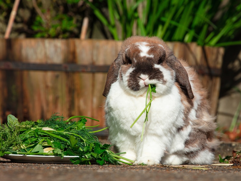 rabbit eating leafy greens