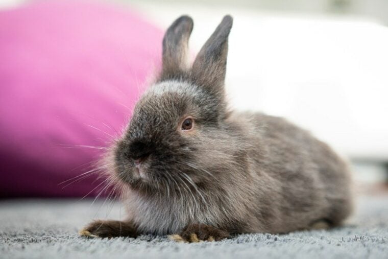 12 Calmest Rabbit Breeds (With Info & Pictures) | Hepper Pet Resources