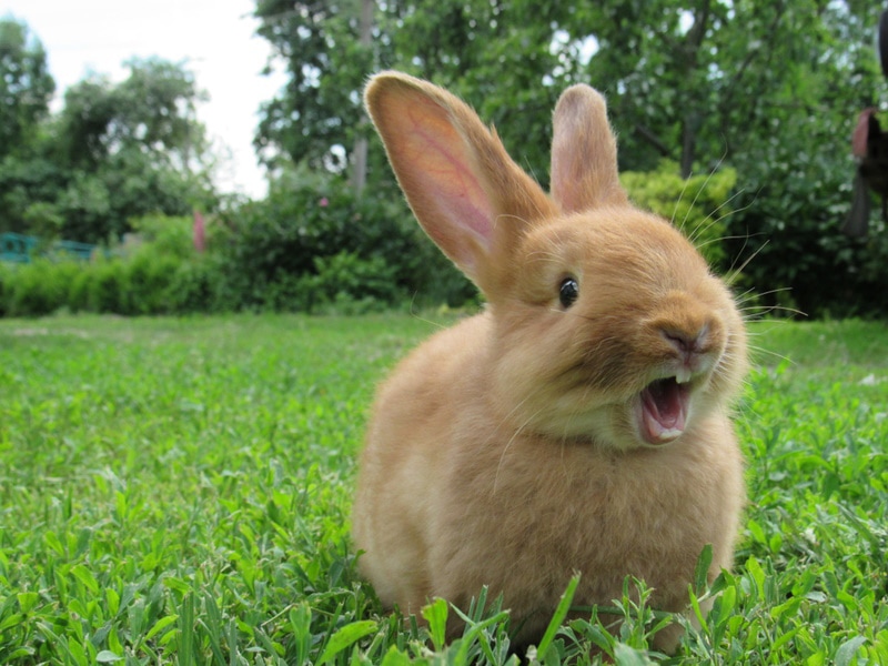 rabbit on the grass