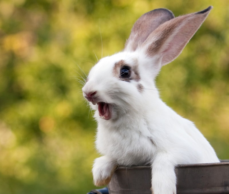 rabbit screaming