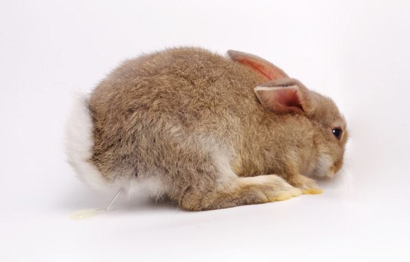 rabbit urinating