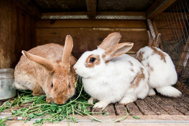 Where Should I Buy a Pet Rabbit? 4 Places You Can Check Out Today ...