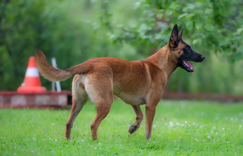 red belgian malinois shepherd dog training in a green meadow with a red and white cone