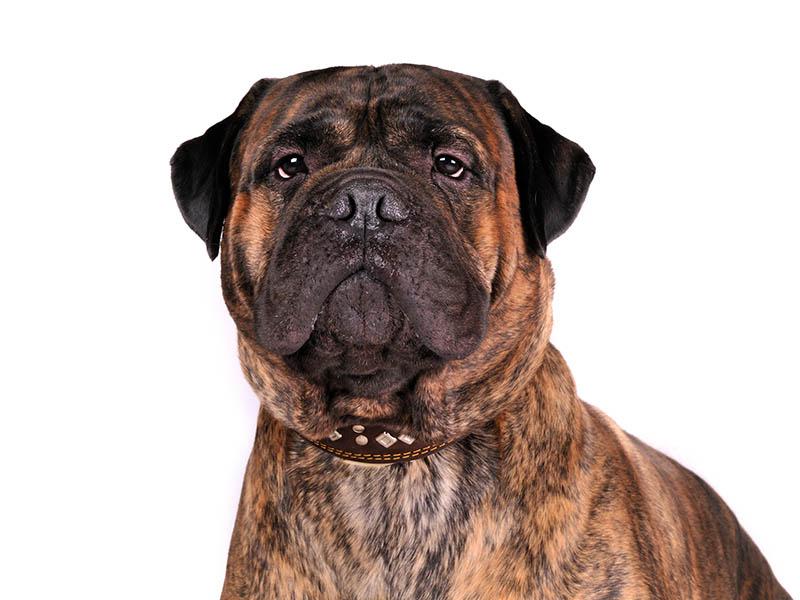 red brindle bullmastiff