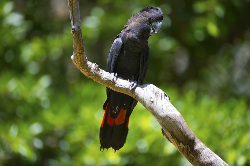 red-tailed black cockatoo