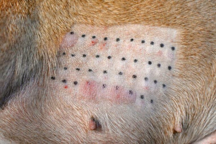 Allergy Testing For Sweet Potatoes In Dogs photo