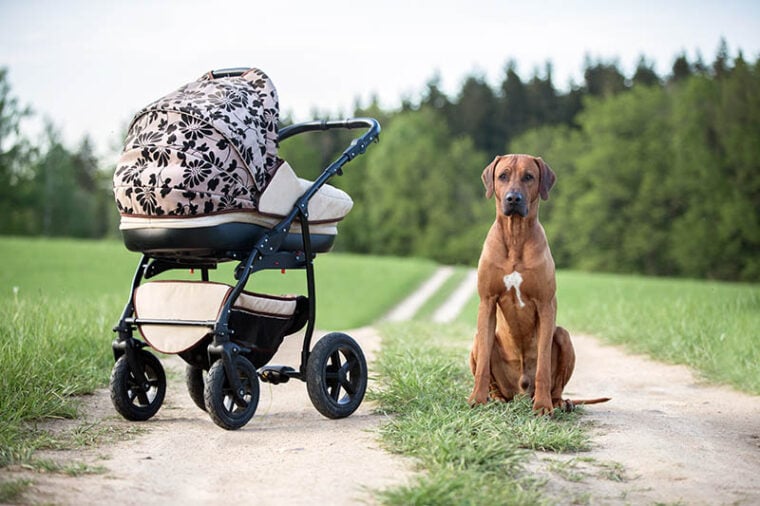 Are Rhodesian Ridgebacks Good With Kids? Facts & FAQ | Hepper Pet Resources